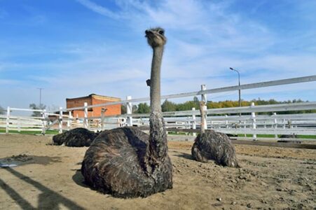 Ostrich Farming Image